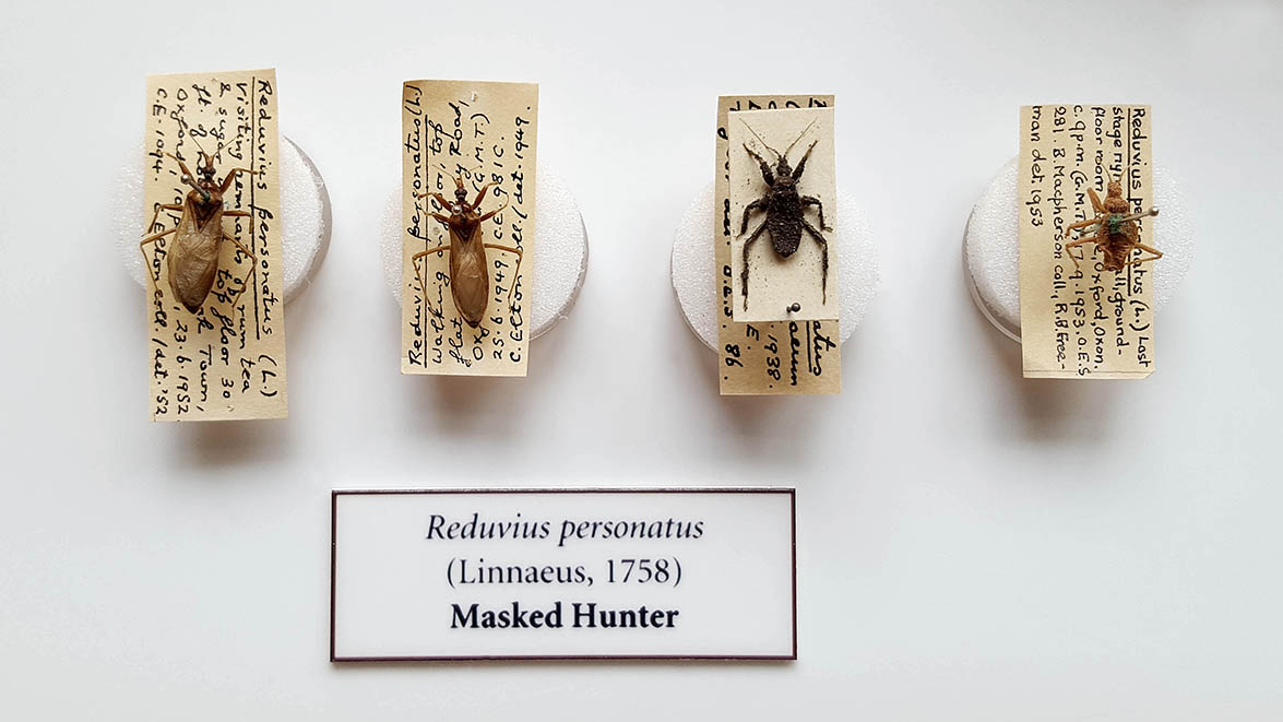Insects displayed in museum