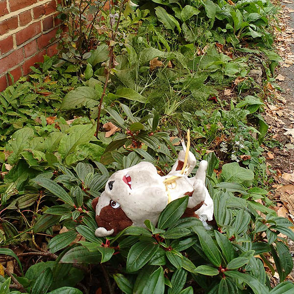 Abandoned, unwanted, unloved, cuddly toy -  Cuddly bulldog thrown into the bushes