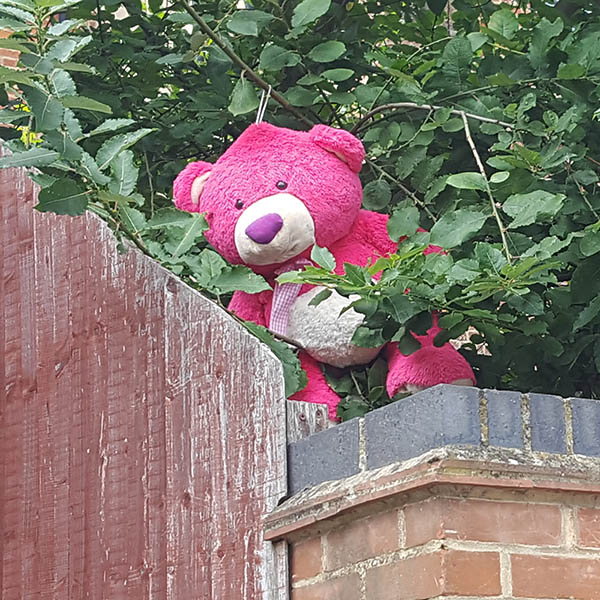 Pink teddy hanging in a tree