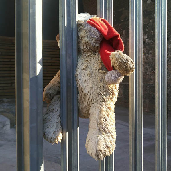 Teddy squashed into railings