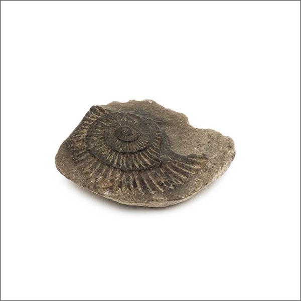 Black ammonite - Fossil