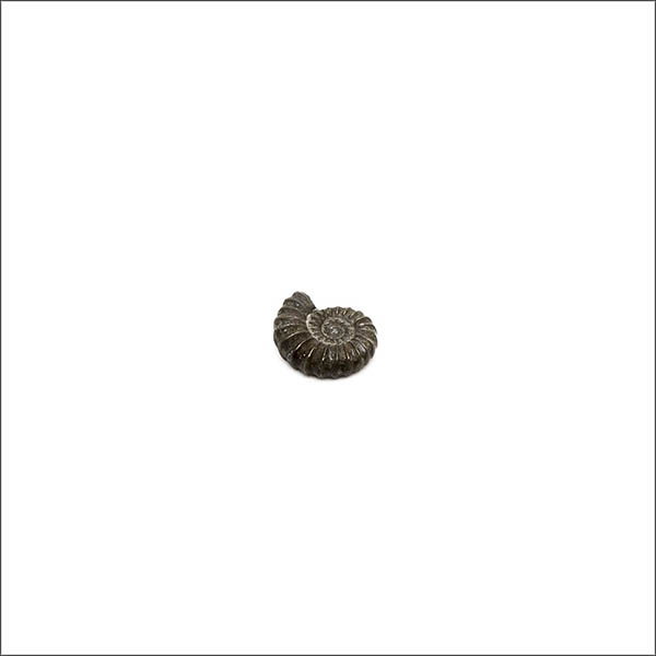 Small black ammonite - Fossil