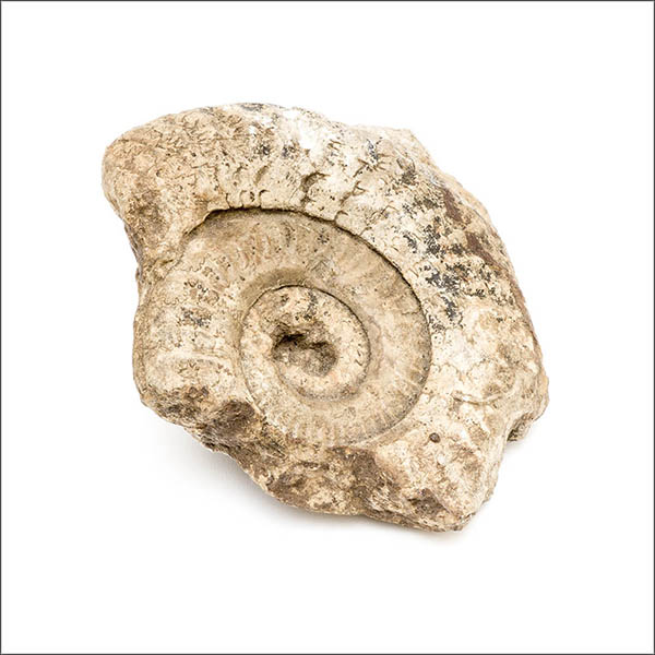 Limestone ammonite - Fossil