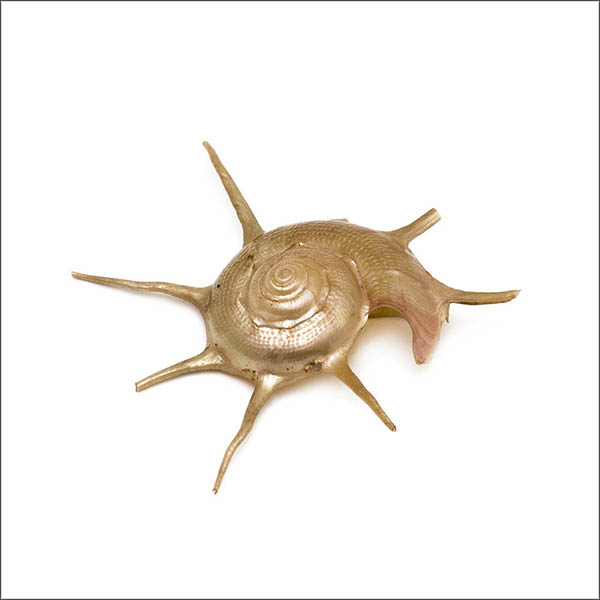 Solaris seashell - spikey