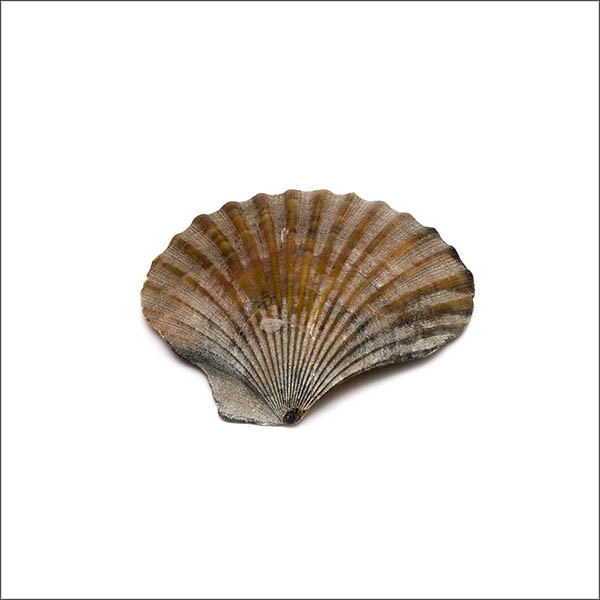 Scallop seashell