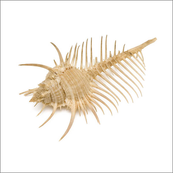 Venus comb murex seashell - spikey