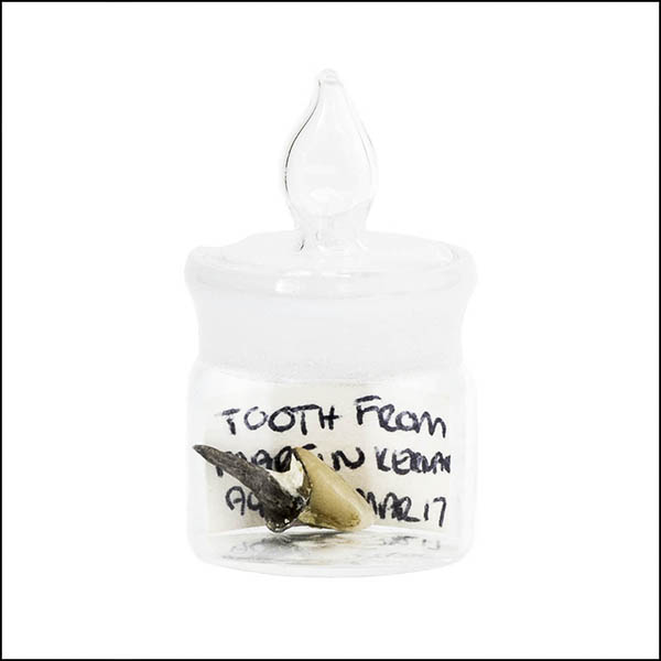 Tooth in glass pot - part of tooth collection