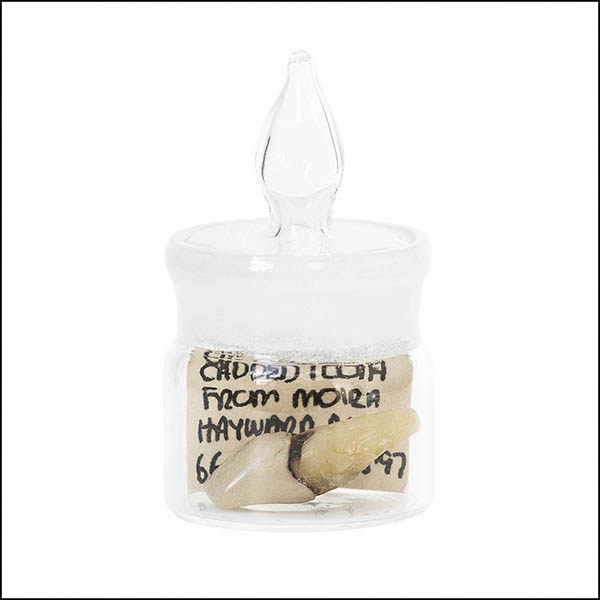 Front tooth in glass pot - part of tooth collection