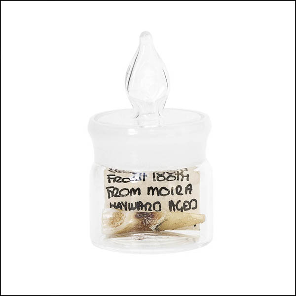 Front tooth in glass pot - part of tooth collectionn