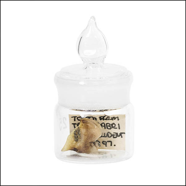 Tooth in glass pot - part of tooth collection