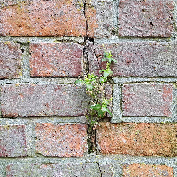 Weeds growing from cracks in brick wall