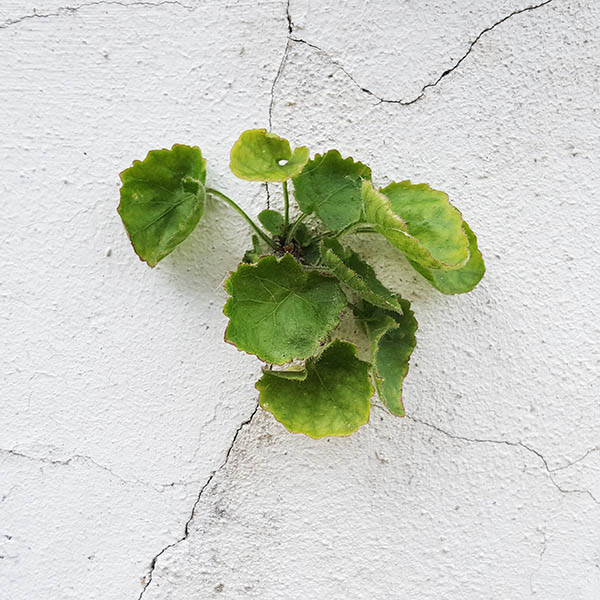 Weeds growing from cracks in white painted wall