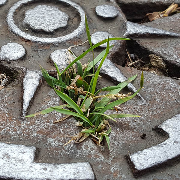 Weeds growing from manhole cover