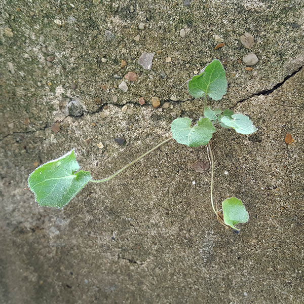 Weeds growing from cracks in wall