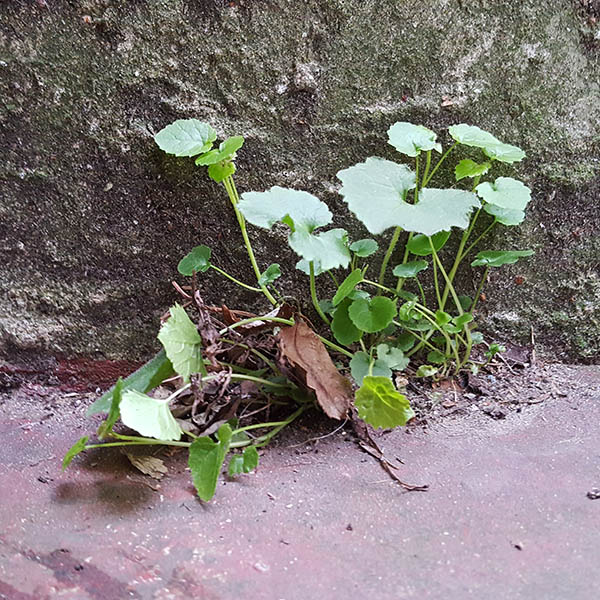 Weeds growing from cracks in the street