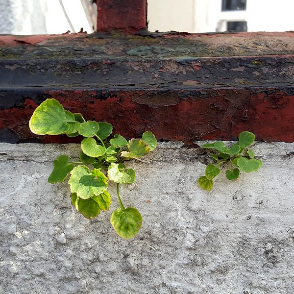Weeds growing from cracks in wall