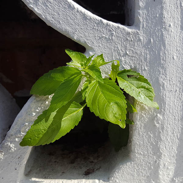 Weeds growing from cracks in concrete fence