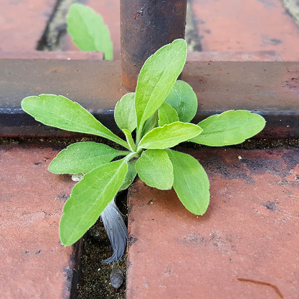 Weeds growing from cracks in brick wall