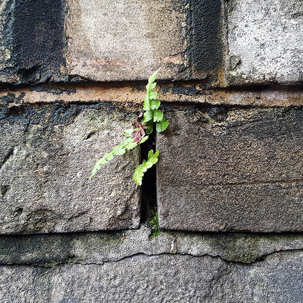 Weeds growing from cracks in a  brick wall