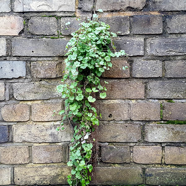 Weeds cascading from cracks in a brick wall
