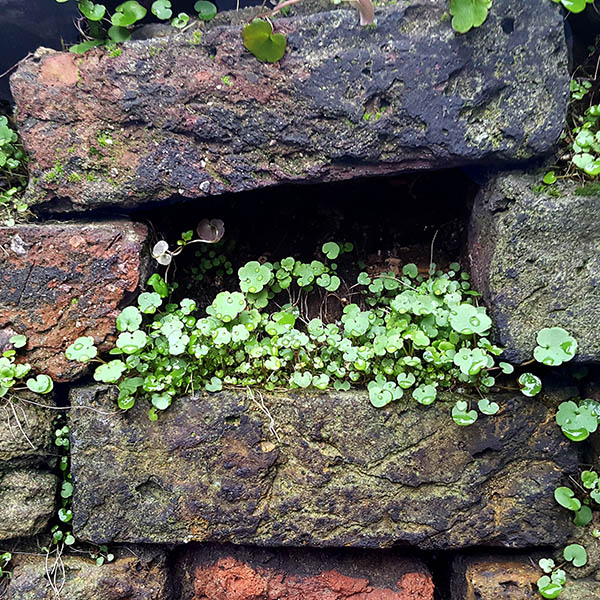Weeds growing in the alcove left by a missing brick in a brick wall