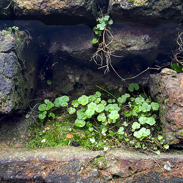 Weeds growing in an alcove in a brick wall