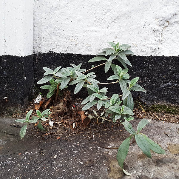 Weeds growing from cracks in the street