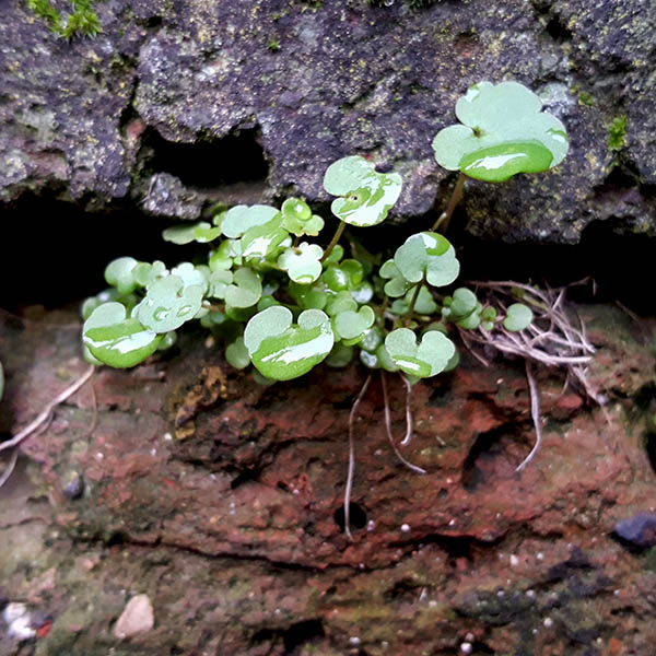 Weeds growing from cracks in a brick wall