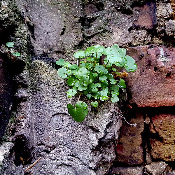 Weeds growing from a concrete and brick wall