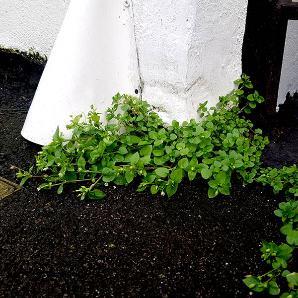 Weeds growing between tarmac and painted white wall