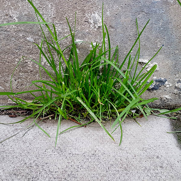 Weeds growing between paving stone and concrete wall