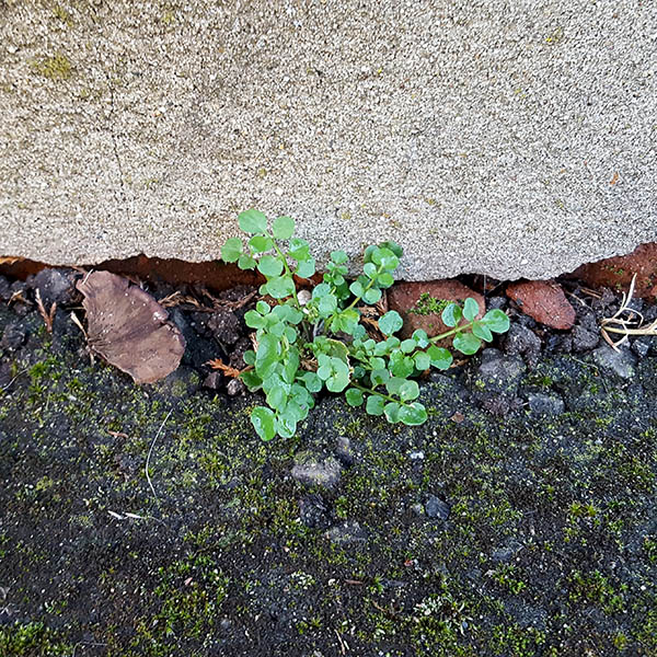 Weeds growing from cracks in the wall