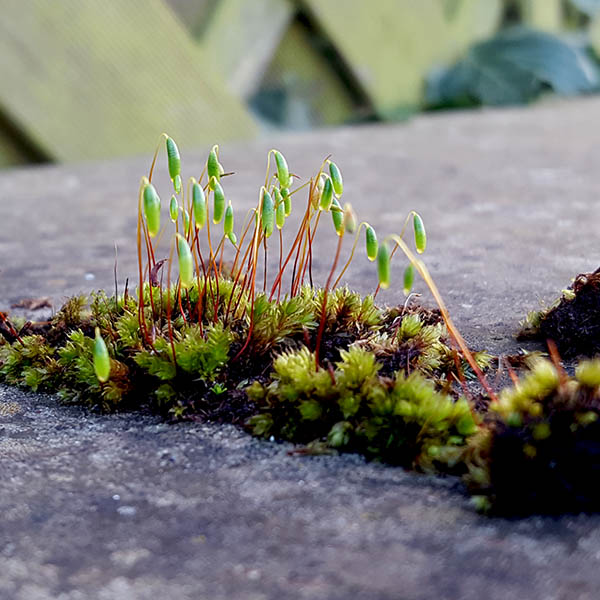 Weeds growing from the top of a wall