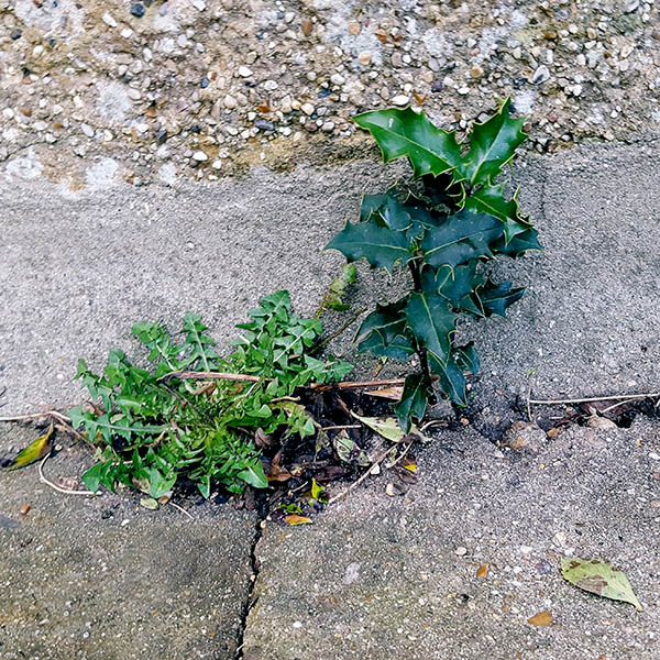 Weeds growing from cracks in the pavement