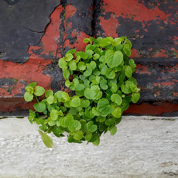 Weeds growing from cracks in a wall wall