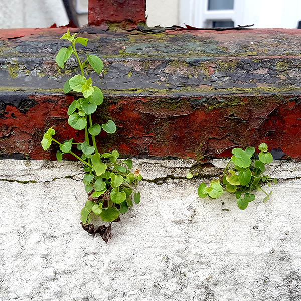Weeds growing from cracks in a wall