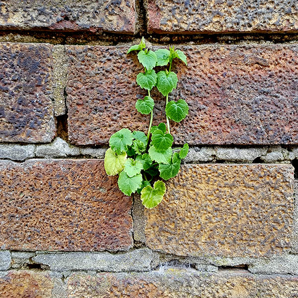 Weeds growing from cracks in a brick wall