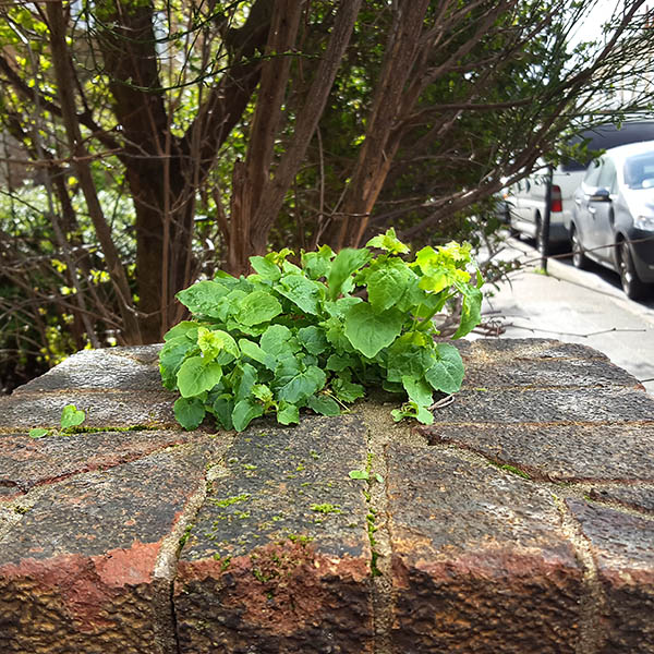 Weeds growing from a brick wall