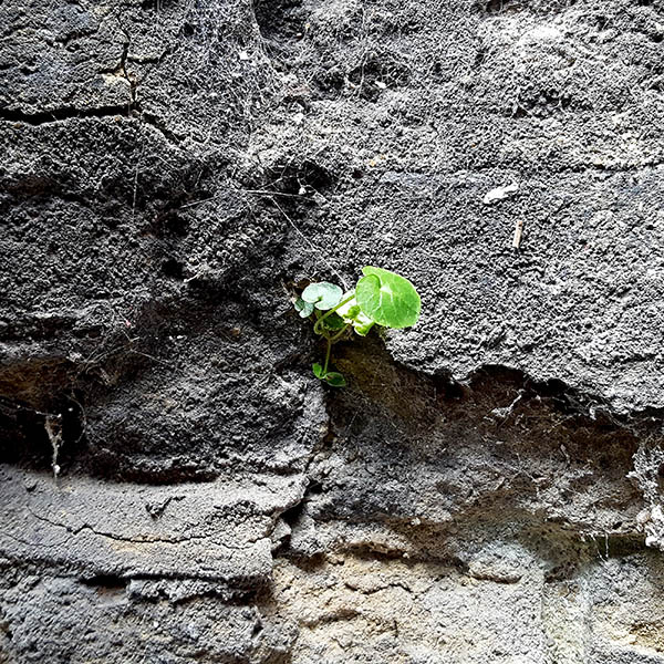 Weeds growing from a wall
